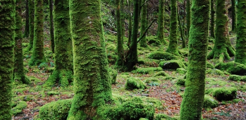 Foto eines Waldes, die Bäume sind dicht mit Moos bewachsen.